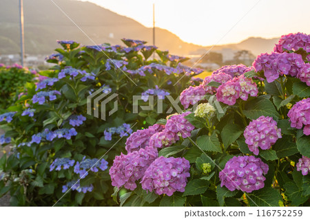 <Kanagawa Prefecture> Hydrangeas at dawn - Kaisei Town, a famous hydrangea spot 116752259