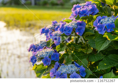 <Kanagawa Prefecture> Hydrangeas at dawn - Kaisei Town, a famous hydrangea spot 116752267