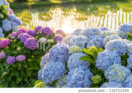 <Kanagawa Prefecture> Hydrangeas at dawn - Kaisei Town, a famous hydrangea spot 116752300