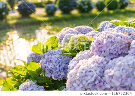 <Kanagawa Prefecture> Hydrangeas at dawn - Kaisei Town, a famous hydrangea spot 116752304