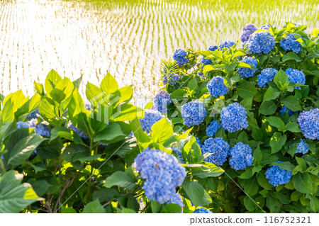 【神奈川縣】紫陽花、黎明紫陽花名勝開成町 116752321