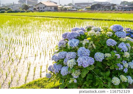<Kanagawa Prefecture> Hydrangeas at dawn - Kaisei Town, a famous hydrangea spot 116752329