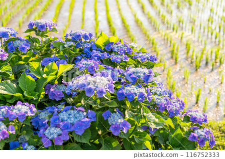 <Kanagawa Prefecture> Hydrangeas at dawn - Kaisei Town, a famous hydrangea spot 116752333