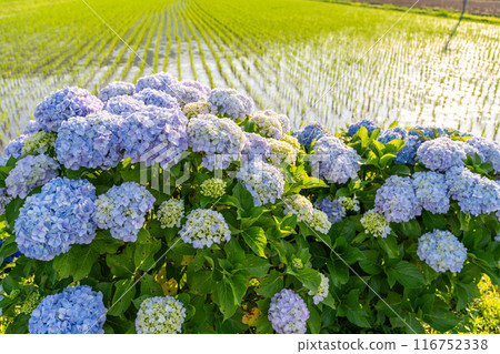 【神奈川縣】紫陽花、黎明紫陽花名勝開成町 116752338