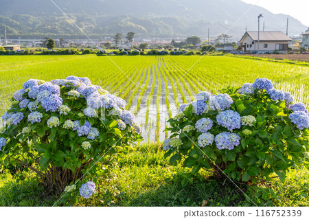 【神奈川縣】紫陽花、黎明紫陽花名勝開成町 【神奈川縣】紫陽花、黎明紫陽花名勝開成町 116752339