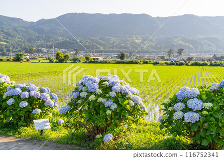 【神奈川縣】紫陽花、黎明紫陽花名勝開成町 116752341
