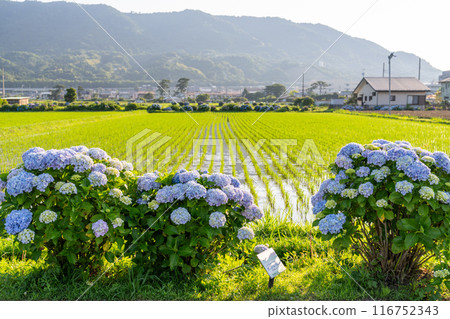 <Kanagawa Prefecture> Hydrangeas at dawn - Kaisei Town, a famous hydrangea spot 116752343