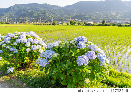 【神奈川縣】紫陽花、黎明紫陽花名勝開成町 116752346