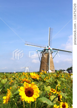 風車與向日葵的夏日風景(櫻花交流廣場) 風車與向日葵的夏日風景(櫻花交流廣場) 116752520