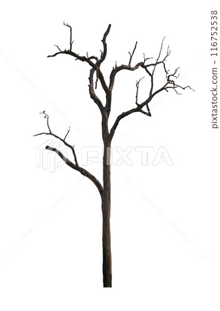 Dead tree with branches isolated on white background. Dead tree with branches isolated on white background. 116752538