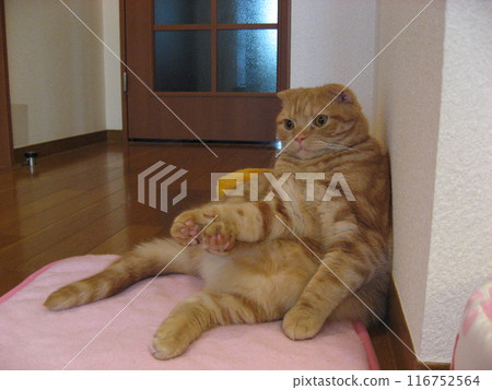 Cat leaning on wall 116752564