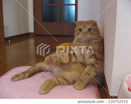 A cat staring at you 116752572