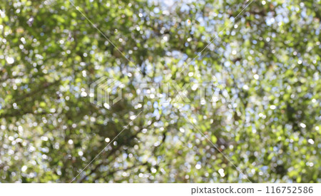 Blur wide Angle abstract nature bokeh background. 116752586