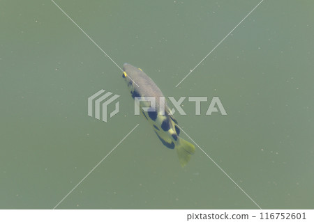 Archer fish or Tiger fish swimming in the river. 116752601