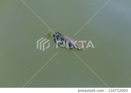 Archer fish or Tiger fish swimming in the river. Archer fish or Tiger fish swimming in the river. 116752603