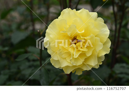 Golden medallion Golden medallion 116752707