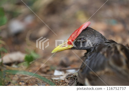 Watercock lie down on the ground. 116752737