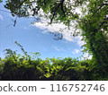 從樹叢中可以看到的天空 116752746