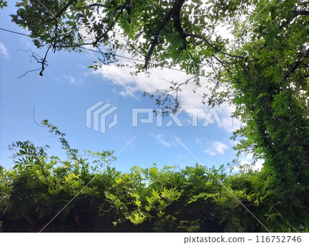 從樹叢中可以看到的天空 116752746