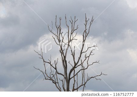 Dead tree with branches with background is an overcast sky. Dead tree with branches with background is an overcast sky. 116752777