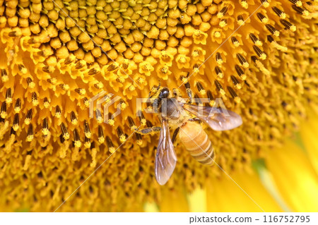 Blooming Sunflower with closeup on pollen and have bees sucking nectar. Blooming Sunflower with closeup on pollen and have bees sucking nectar. 116752795