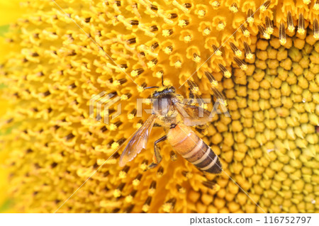Blooming Sunflower with closeup on pollen and have bees sucking nectar. 116752797