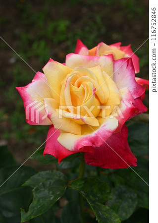 Glory rose 116752846