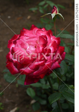 Torch/Rose Torch/Rose 116752848
