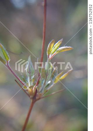 10瓣鐵線蓮「贊岐王」的花蕾。花語是「精神之美」、「旅人的喜悅」、「甜蜜的束縛」。 116752952