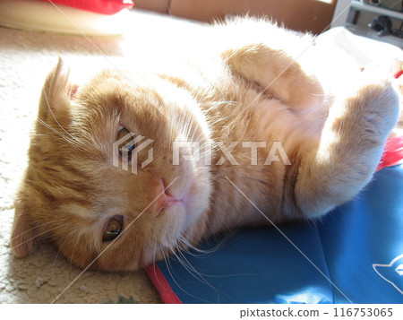 躺著的貓臉 116753065