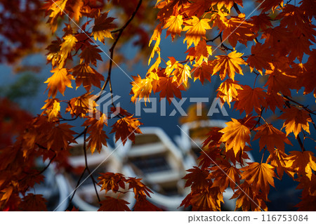 Urabandai Goshikinuma Lake Bishamon Lake with autumn leaves Morning scenery 116753084