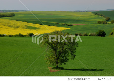 Moravian steppe near Kyjov, South Moravia, Czech Republic, Central Europe. Scenery of grassland trees and rapeseed flowers. Moravian steppe near Kyjov, South Moravia, Czech Republic, Central Europe. Scenery of grassland trees and rapeseed flowers. 116753098