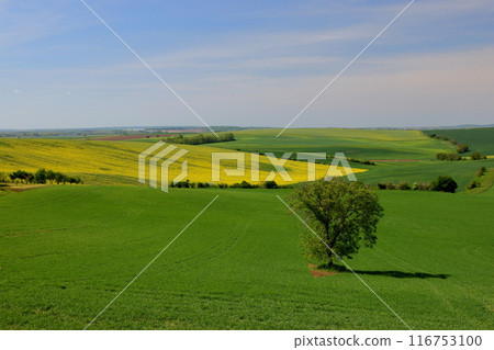 中歐捷克共和國基約夫附近的摩拉維亞草原草甸樹和油菜花的風景。 116753100