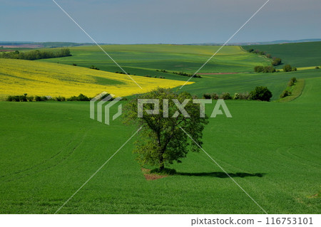 中歐捷克共和國基約夫附近的摩拉維亞草原草甸樹和油菜花的風景。 中歐捷克共和國基約夫附近的摩拉維亞草原草甸樹和油菜花的風景。 116753101