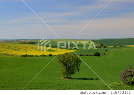 Moravian steppe near Kyjov, South Moravia, Czech Republic, Central Europe. Scenery of grassland trees and rapeseed flowers. 116753102