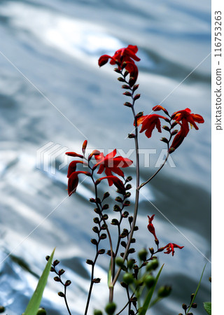 信濃川安城堤壩上的姬日扇水仙花 信濃川安城堤壩上的姬日扇水仙花 116753263