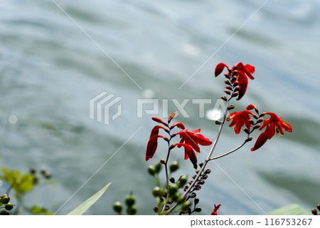 信濃川安城堤壩上的姬日扇水仙花 116753267