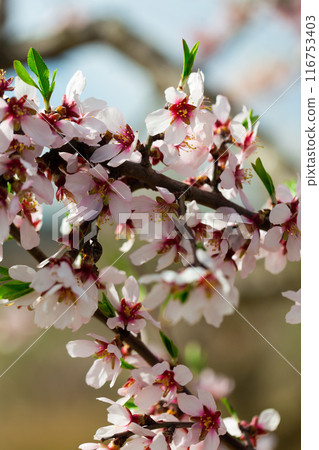 Flowering branches of an almond tree Flowering branches of an almond tree 116753403