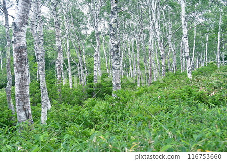 White birch group cloth White birch group cloth 116753660