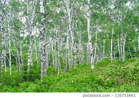 White birch group cloth 116753661