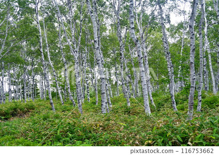 White birch group cloth White birch group cloth 116753662