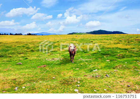 Pony on the meadow 116753751