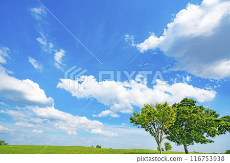 夏天藍天和草甸 116753938
