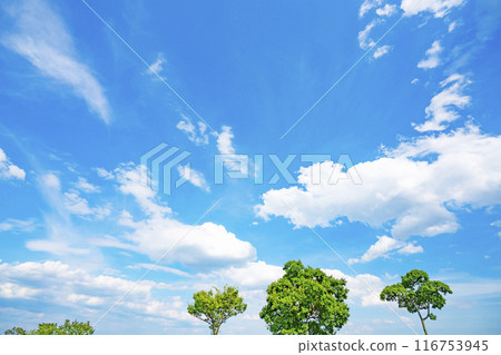 夏天的雲和樹 116753945