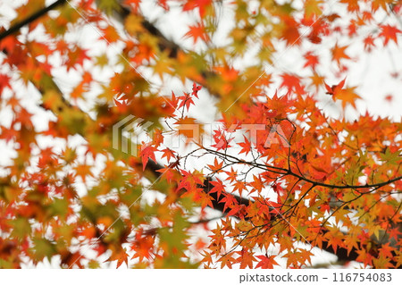 Bright autumn leaves 116754083