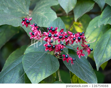 Clerodendron arbutus in the early summer forest 116754088