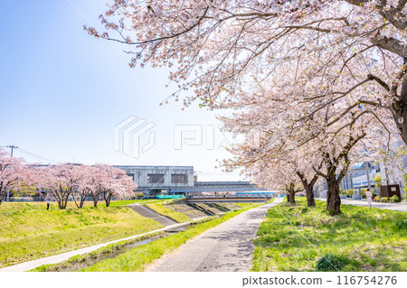 仙台市營地鐵南北線富澤站和鷺川沿岸的櫻花盛開。 仙台市營地鐵南北線富澤站和鷺川沿岸的櫻花盛開。 116754276