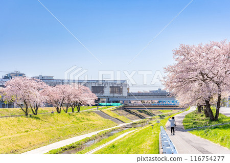 仙台市營地鐵南北線富澤站和鷺川沿岸的櫻花盛開。 仙台市營地鐵南北線富澤站和鷺川沿岸的櫻花盛開。 116754277