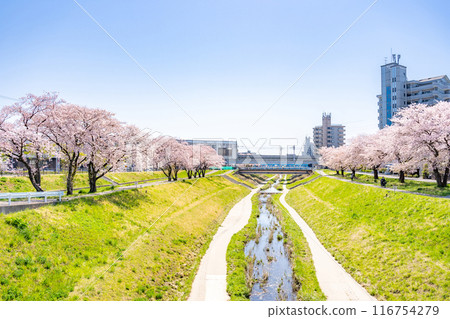 Cherry blossoms in full bloom along the Tomizawa Station on the Sendai Subway Namboku Line and the Karukawa River, promenade, cherry blossom viewing Cherry blossoms in full bloom along the Tomizawa Station on the Sendai Subway Namboku Line and the Karukawa River, promenade, cherry blossom viewing 116754279