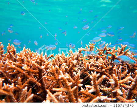 藍色珊瑚礁海魚 116754376